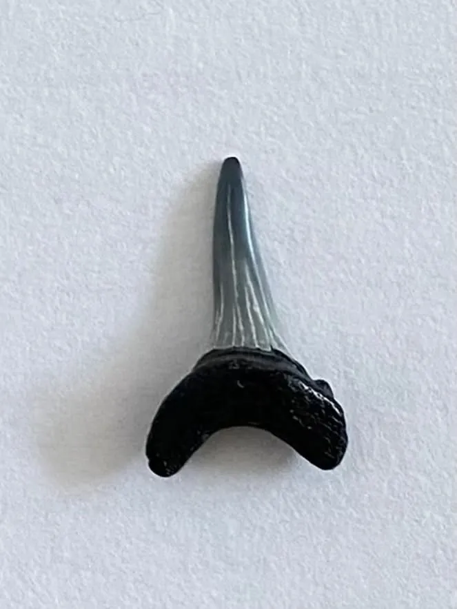 A fossilized shark's tooth resting on a white background — an object Sister Preston referenced during her talk.